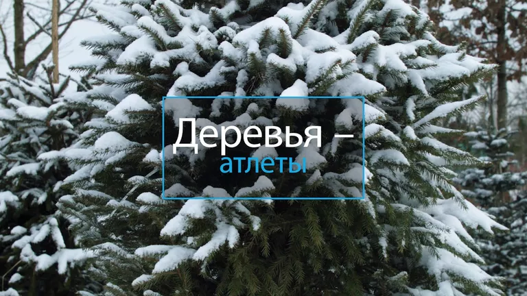 Деревья-Атлеты Деревья-Атлеты