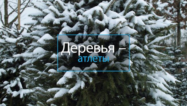 Деревья-Атлеты