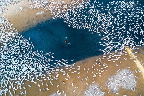 Снимок Выращивание уток (Raising ducks) фотографа Caokynhan, занявший третье место в категории Пейзаж