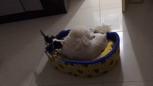 Котенок, согнавший взрослую собаку с ее места, попал на видео