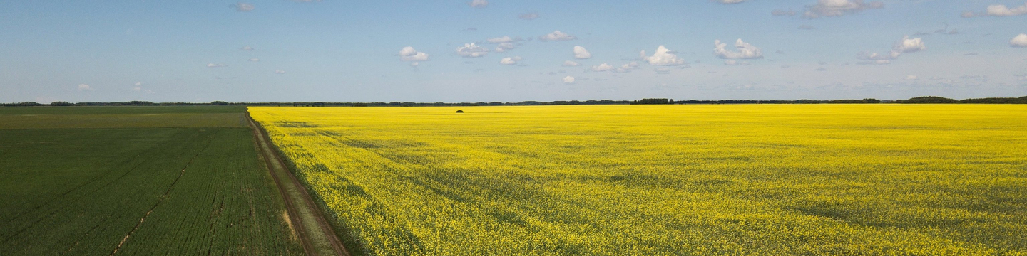 Цветущие поля в Омской области