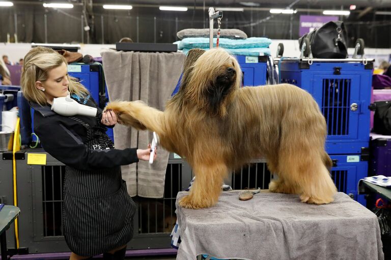 Ежегодная выставка собак Westminster Kennel Club в Нью-Йорке