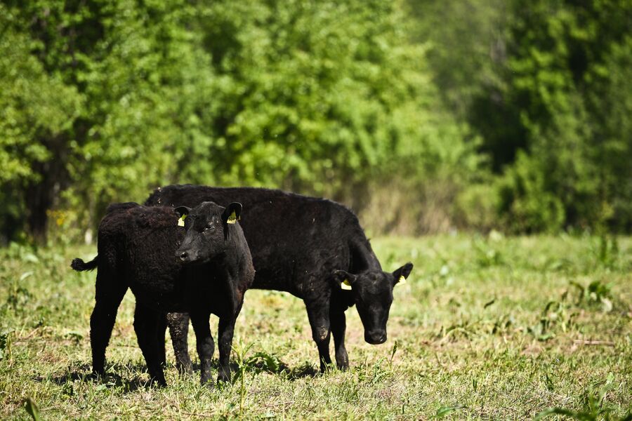 Молодых бычков абердин-ангусской породы выращивают до 20-24 месяцев, а потом отправляют на мясокомбинат