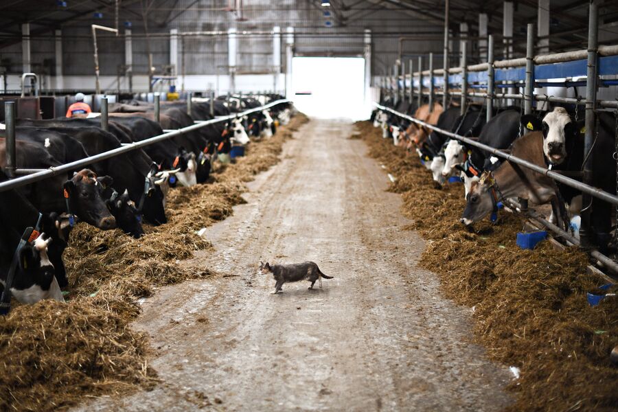 На ферме содержится в среднем 270-300 коров