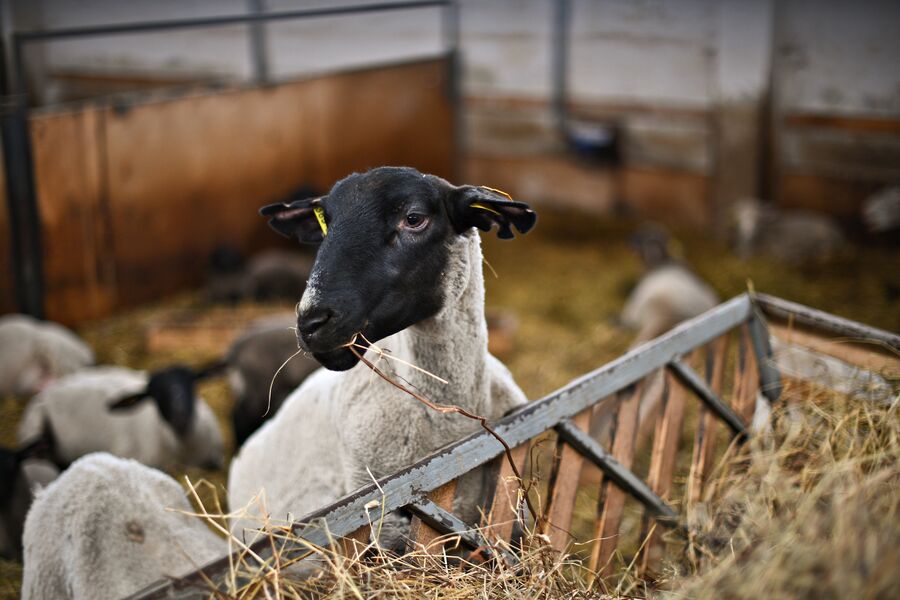 Романовская овца в загоне на ферме агрохолдинга АгриВолга