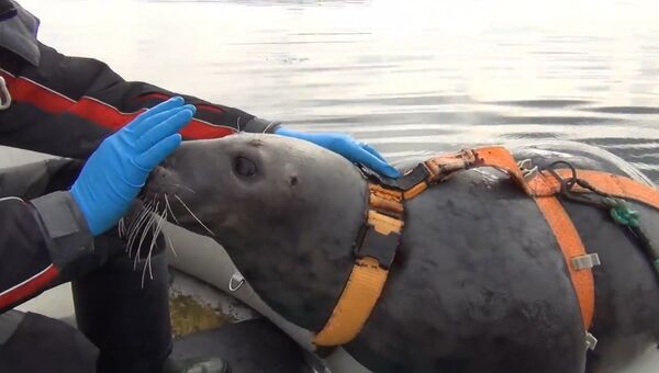 Тюлени для армии: как в Мурманске тренируют необычных бойцов