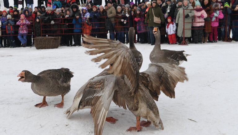 Участники праздничных гуляний в Суздале, посвященных проводам Широкой Масленицы, наблюдают за гусиными боями. 17 февраля 2018