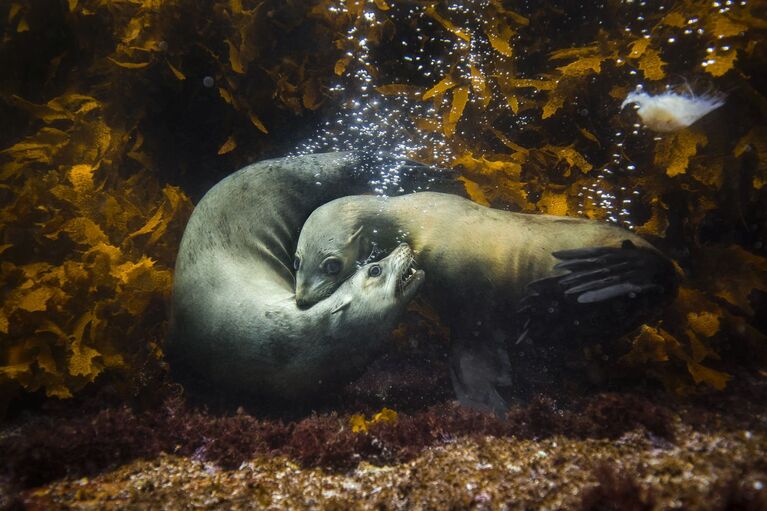 Philip Thurston (Australia) - International Nature Photographer of the Year 2017