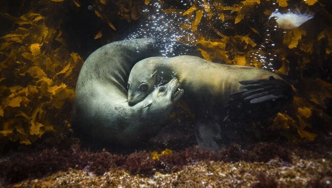 Philip Thurston (Australia) - International Nature Photographer of the Year 2017