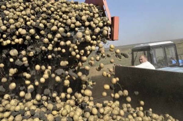 Инновационный картофель будут выращивать в Москве