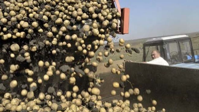 Уборка картофеля. Архив