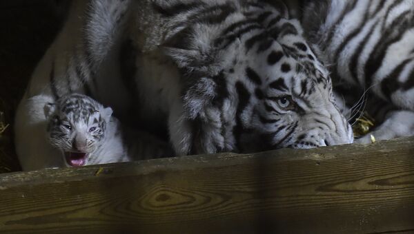 Один из трех новорожденных белых тигрят в зоопарке Амневилль во Франции. 20 февраля 2018
