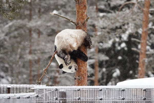 Панда Луми во время снегопада в зоопарке Эхтяри, Финляндия