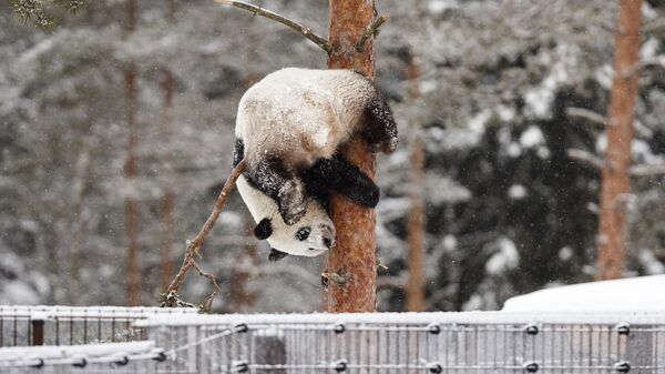 Панда Луми во время снегопада в зоопарке Эхтяри, Финляндия