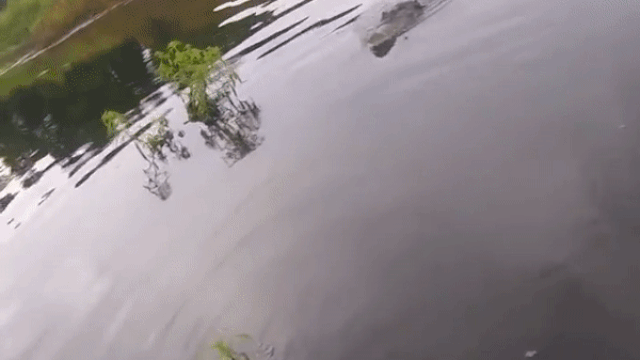 Наглый крокодил украл у рыбака улов