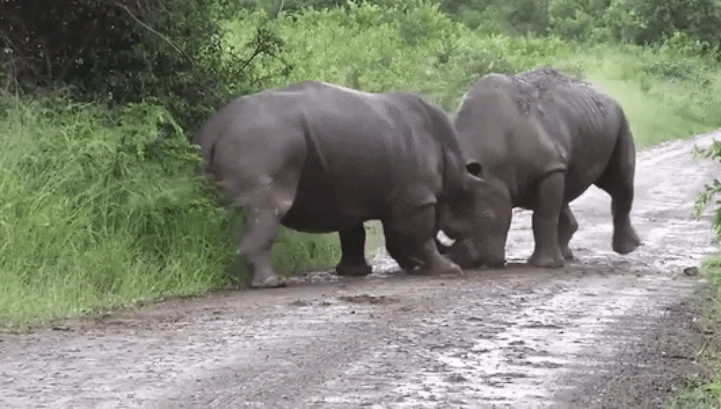 Схватка двух носорогов