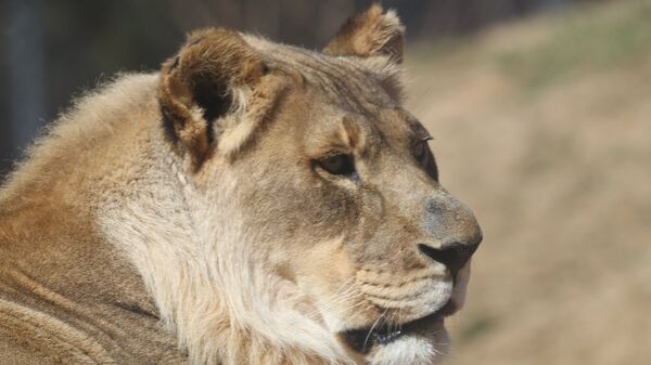 Львица с гривой в Oklahoma City Zoo