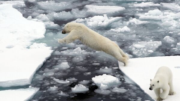 Белый медведь на льдине. Архивное фото