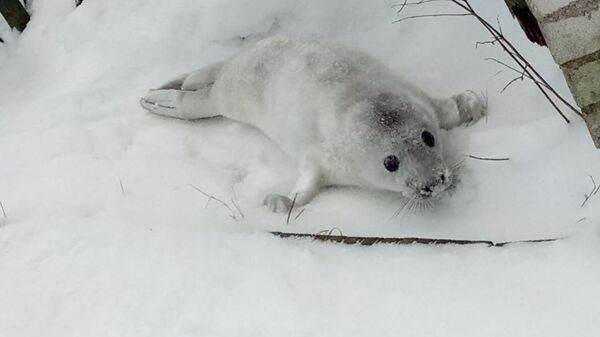 Серый тюлень, спасенный в Финском заливе