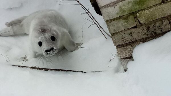 Серый тюлень, спасенный в Финском заливе. архивное фото
