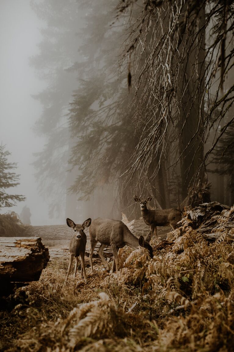 Работа фотографа Justyna Zduńczyk - финалиста конкурса 2018 Sony World Photography Awards