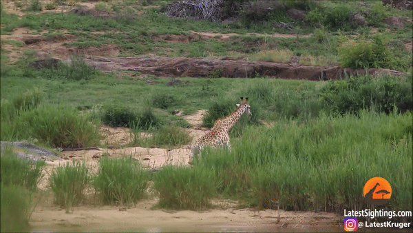 Львы съели уцелевшего в схватке с крокодилом жирафа. Скриншот