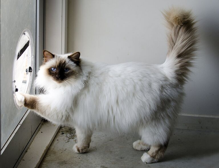 Бирма - одна из самых спокойных, любящих и умных пород кошек Бирма - одна из самых спокойных, любящих и умных пород кошек