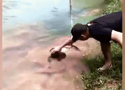 В Сети появилось видео спасения собаки от душившей ее анаконды