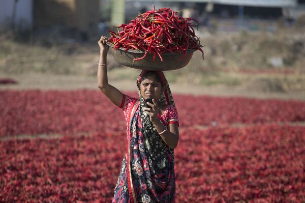 Индийская женщина смотрит в свой смартфон во время сбора красного перца в Гандинагаре