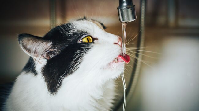 Кот пьет воду из под крана. Архивное фото