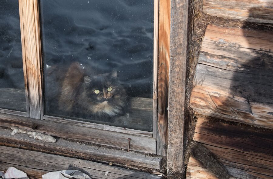 Кот в доме Агафьи Лыковой