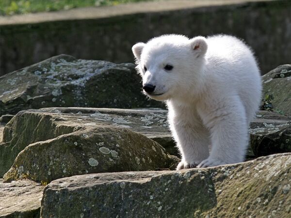 Медвежонок Кнут покинет Берлинский зоопарк из-за финкризиса