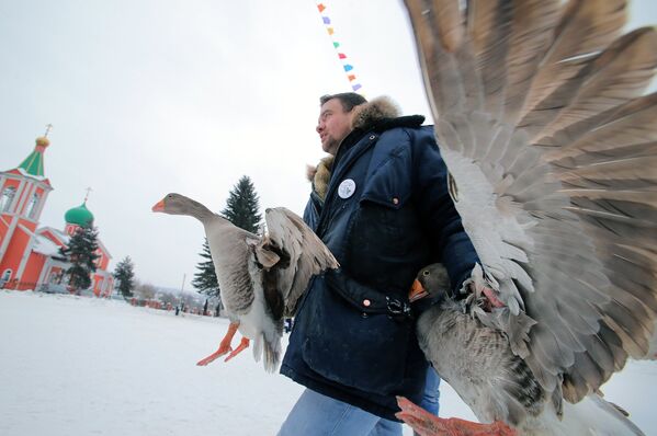 Мужчина несет гусей на седьмом всероссийском турнире Гусиные бои в посёлке Дубна Тульской области