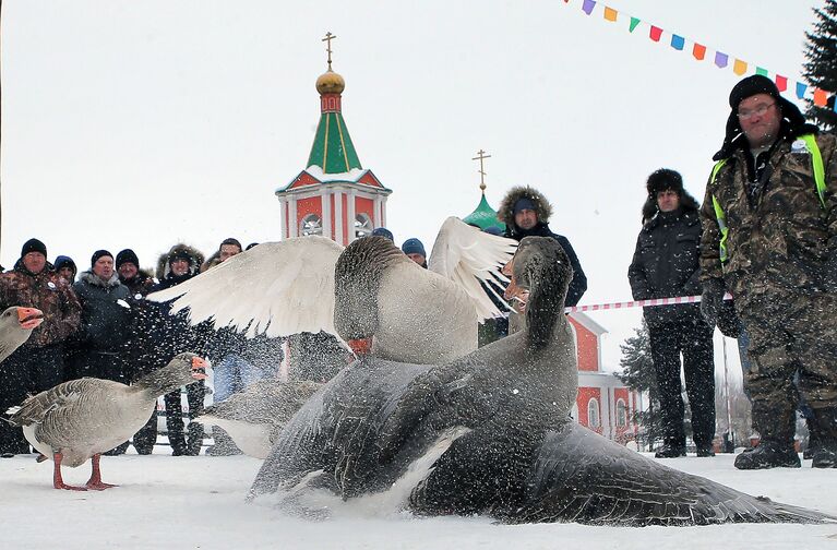 Седьмой всероссийский турнир Гусиные бои в посёлке Дубна Тульской области