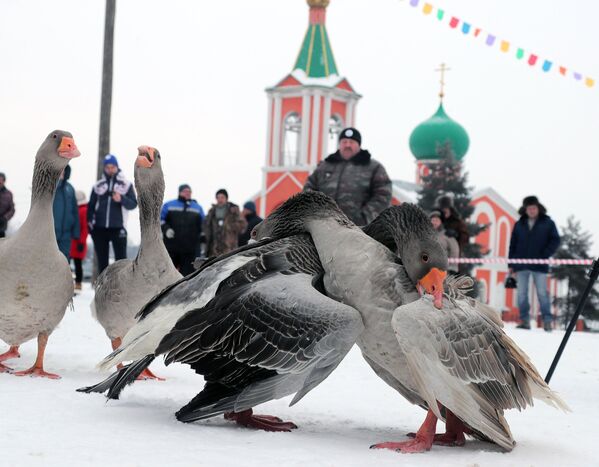 Седьмой всероссийский турнир Гусиные бои в посёлке Дубна Тульской области