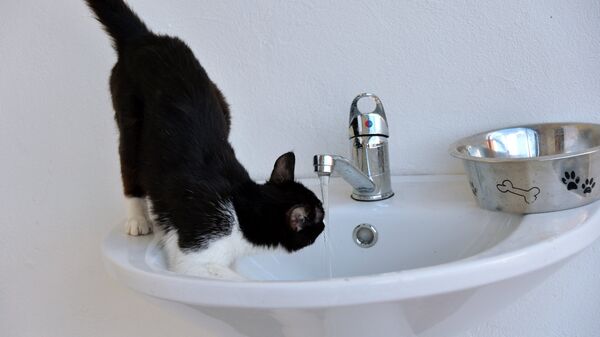 Кошка пьет воду из-под крана (не Пеппер). Архивное фото