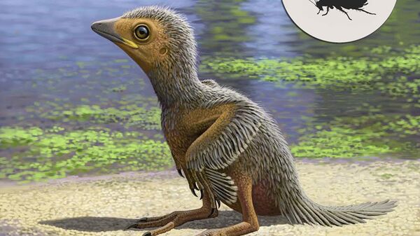 Птенец птицы, живший на Земле 127 миллионов лет назад