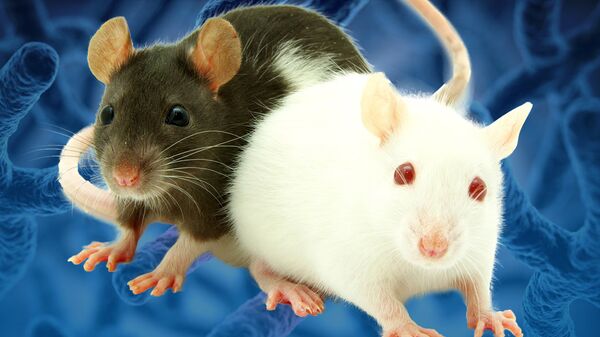 Лабораторные мыши с отредактированным геномом
