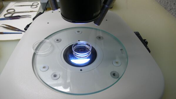 Оплодотворенные яйцеклетки мыши в чашке Петри готовы для эксперимента