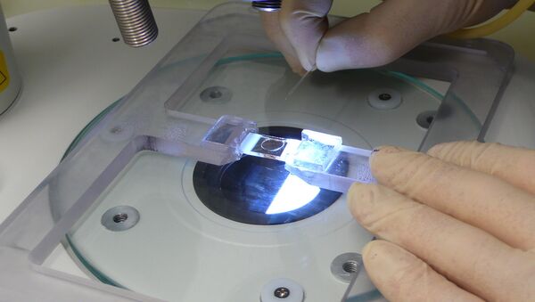 С помощью капилляра яйцеклетки переносят в стеклянный сэндвич с питательной средой