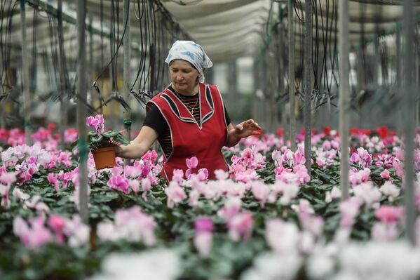 Сотрудник в теплице по выращиванию цветов на предприятии ГБУ Озеленение в Москве