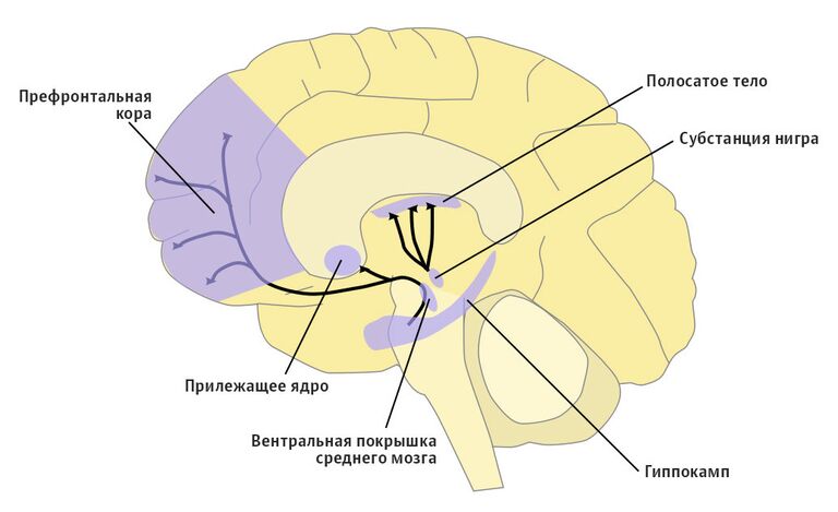 Дофаминовая система мозга Дофаминовая система мозга