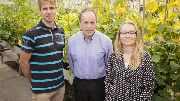 Генетики и ГМО-табак, способный пережить сильные засухи