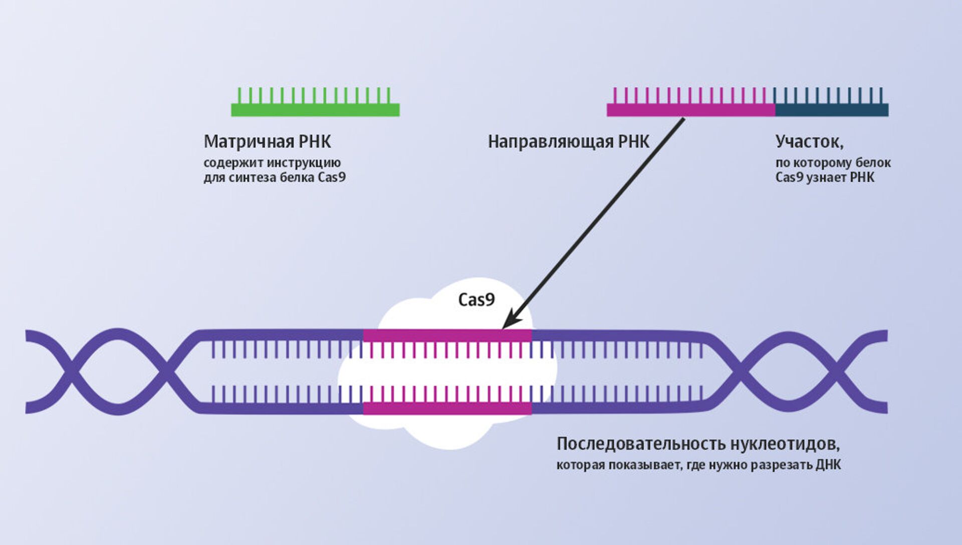 Как работает геномный редактор CRISPR-Cas9 - РИА Новости, 1920, 21.10.2020