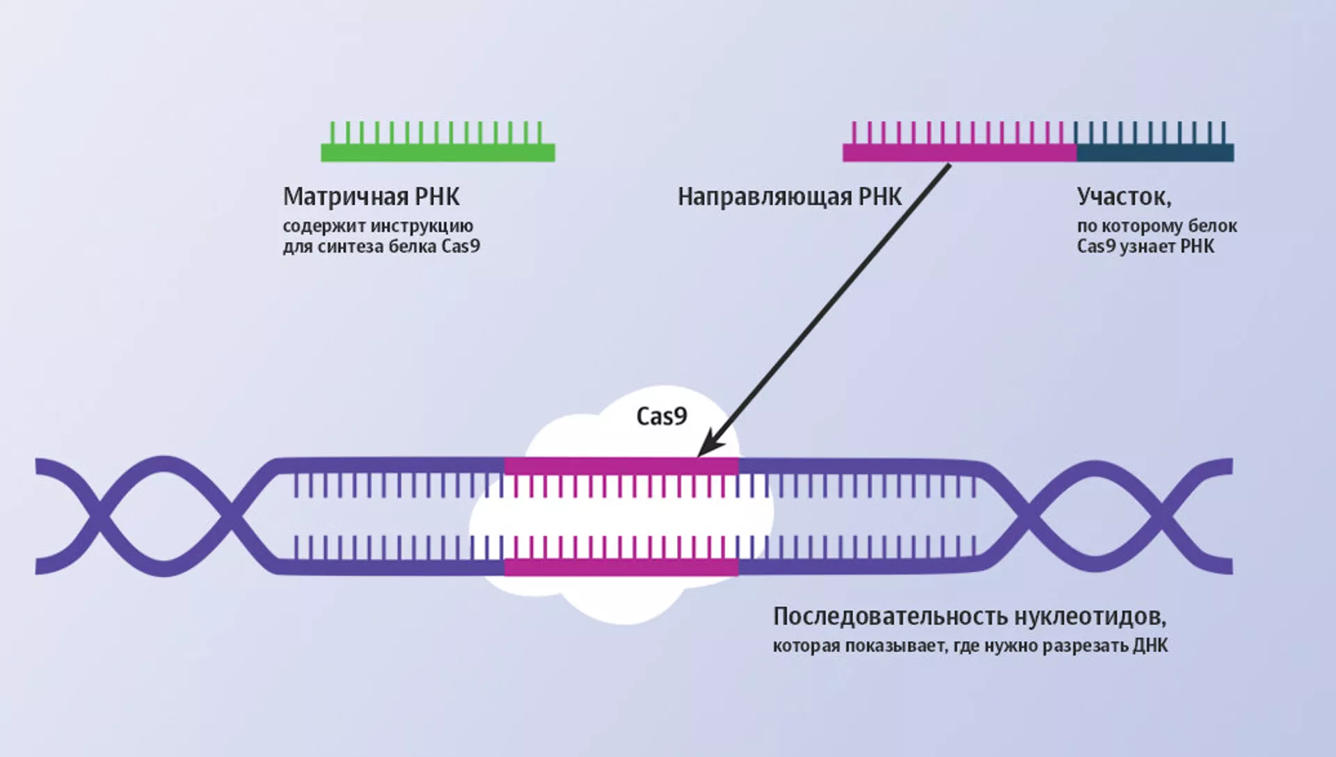 Как работает геномный редактор CRISPR-Cas9 - РИА Новости, 1920, 11.04.2024