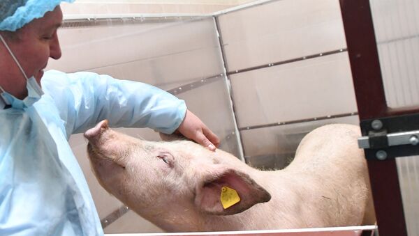 Свинья Роза перед операцией по удалению миомы матки