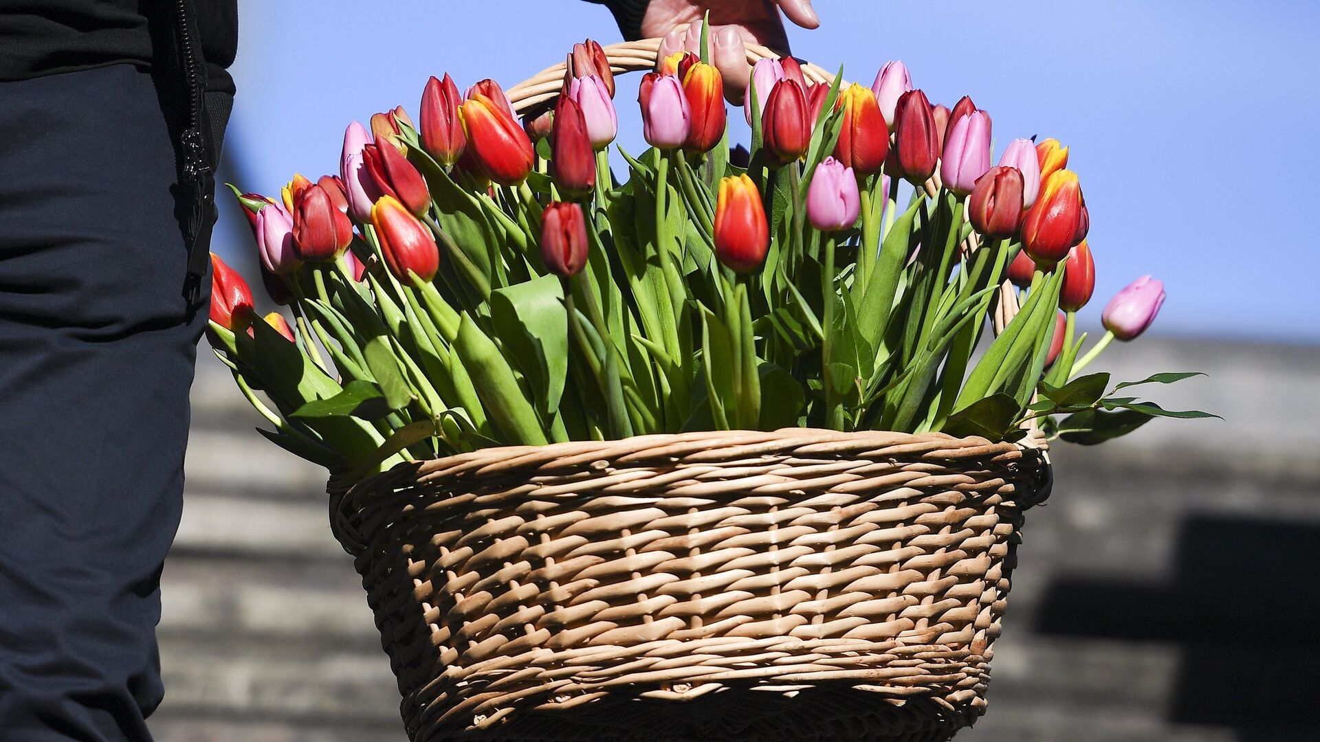 Корзина с тюльпанами в Международный женский день в Москве. 8 марта 2018 - РИА Новости, 1920, 08.03.2025