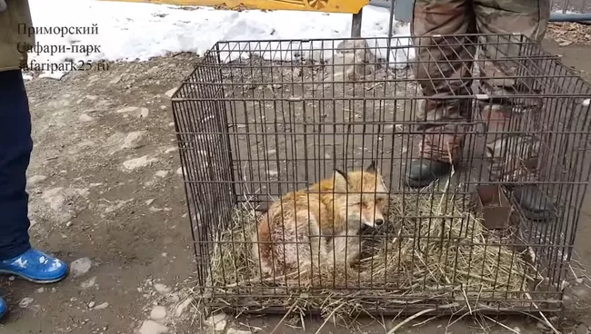 Переданная в Приморский сафари-парк лиса. Скриншот видео
