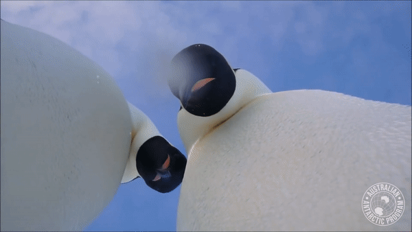 В Антарктиде пингвины провели мастер-класс по селфи