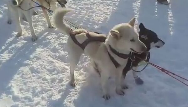 На Камчатке стартовала гонка на собачьих упряжках Берингия. Скриншот видео